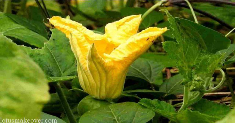 Like pumpkin, its flower is also very beneficial for health, and pumpkin flowers will cure cold cough.